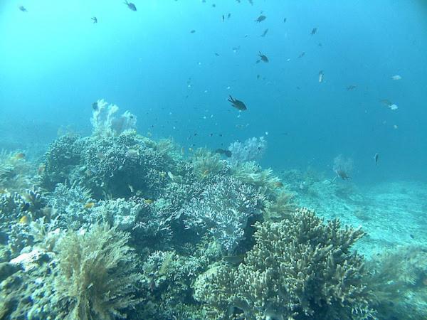 Putra'Lebah Amed Guest House Eksteriør bilde